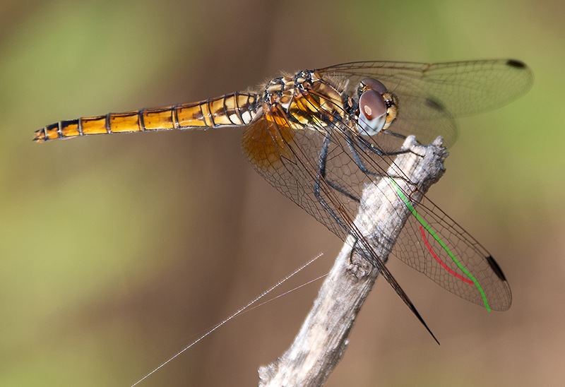 Trithemis-annulata_-femmina-(38).jpg.97768ba1e17ee600a2921d5fc1ed790d.jpg