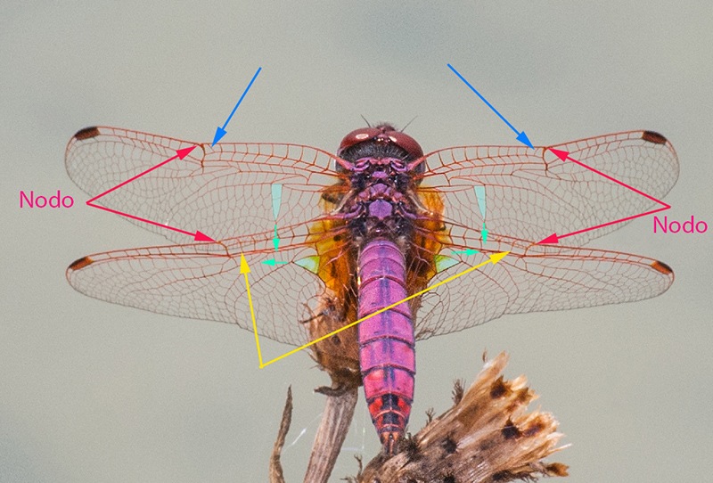 Trithemis-annulata_-maschio-(28).jpg.b66c7085c2e5481b7019917cdb97d7a1.jpg