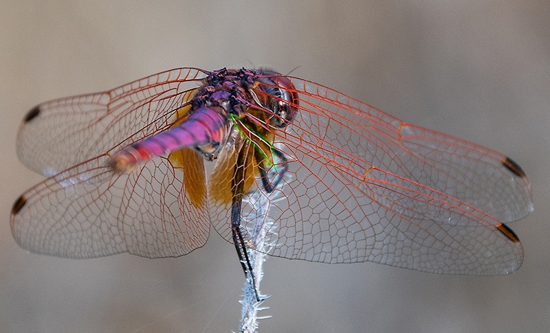 Trithemis-annulata_-maschio-(69).jpg.b7c4135949a032c08d1822fcdded44cb.jpg