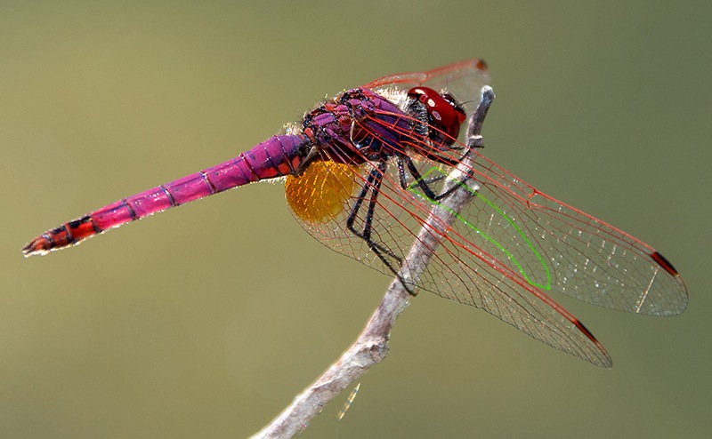 Trithemis-annulata_-maschio-(76).jpg.409ca05716ffa99eb759c1b9f00282e2.jpg