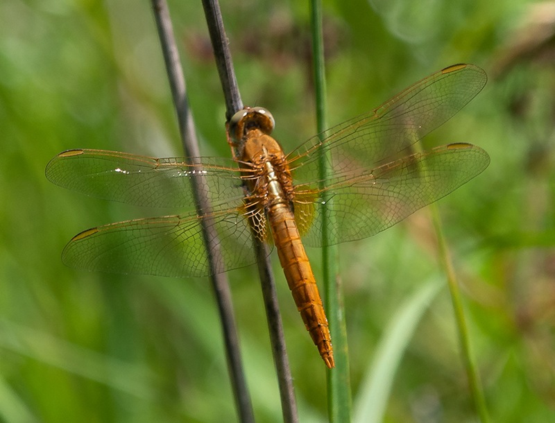 Trithemis-annulata_-maschio-immaturo-(20).jpg.309ff5f3bd909d71dacdbe9a02be179b.jpg