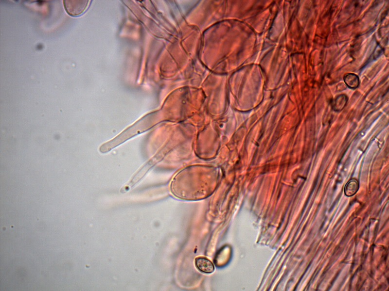 psilocibe-sp-caulo-7_1000x.jpg