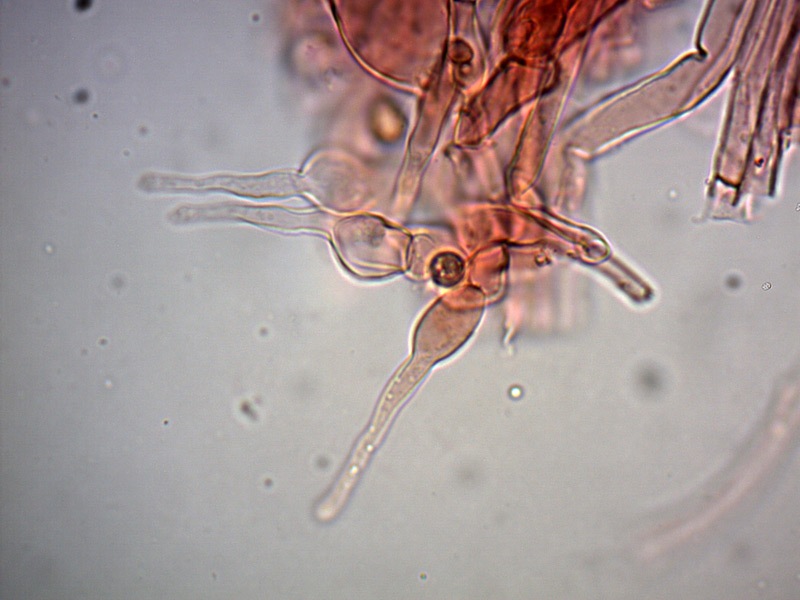 psilocibe-sp-caulo-8_1000x.jpg