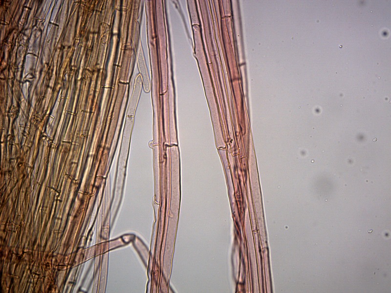 psilocibe-sp-caulo-gaf-6_400x.jpg