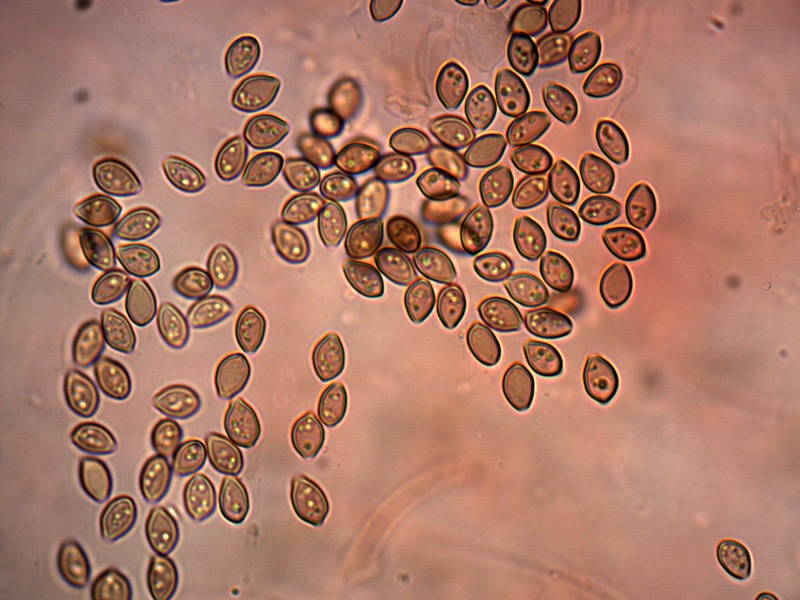 psilocibe-sp-spore-15_1000x.jpg