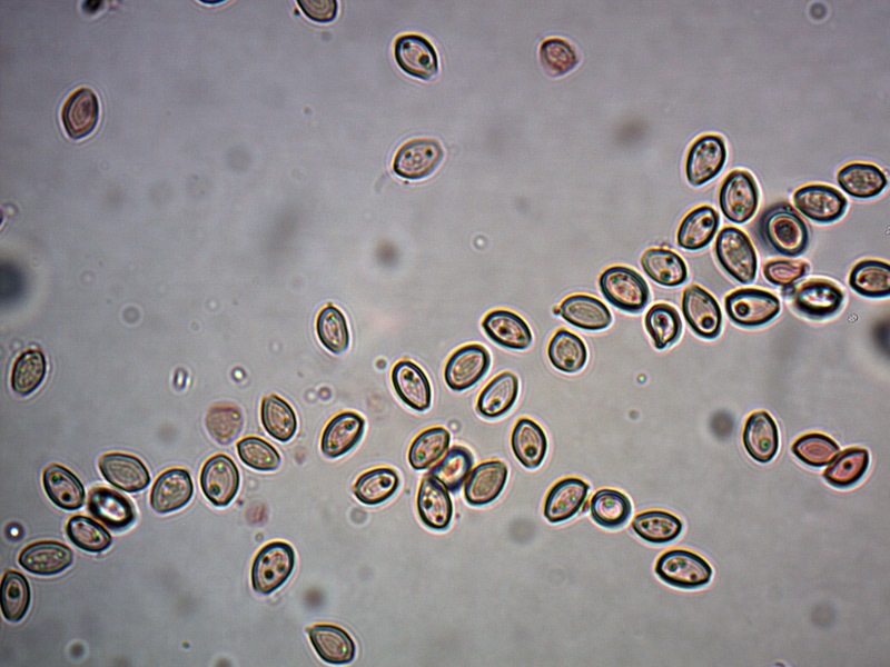 psilocibe-sp-spore-2_1000x.jpg