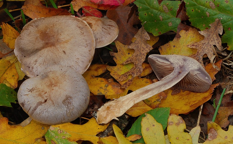 Cortinarius-azureus-01-10.jpg