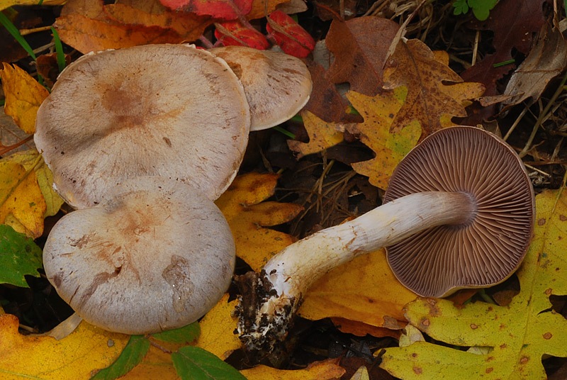 Cortinarius-azureus-01-4.jpg