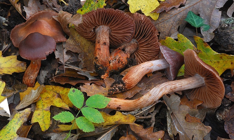 Cortinarius-bulliardii-04-6.jpg