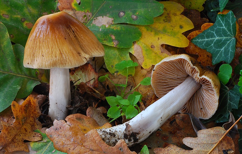 Cortinarius-elatior-02-4.jpg