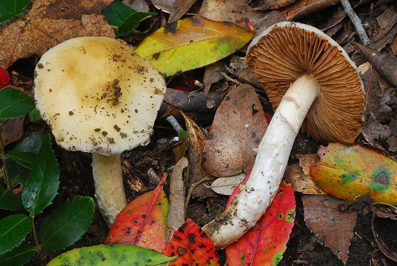 Cortinarius-elatior-03-6.jpg