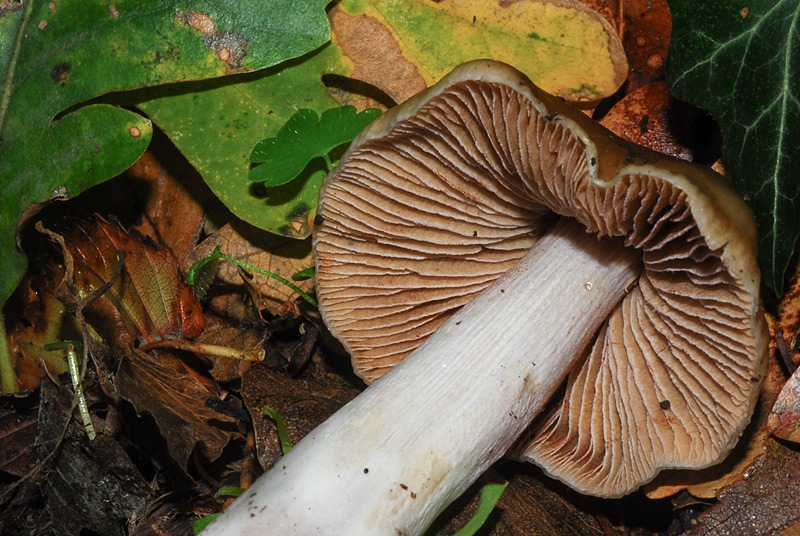 Cortinarius-elatior-05.jpg