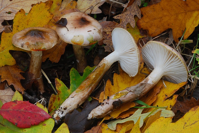 Hygrophorus-persoonii-04.jpg