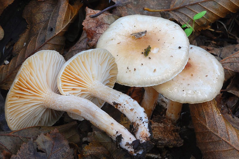 Hygrophorus-roseodiscoideus-02-4.jpg