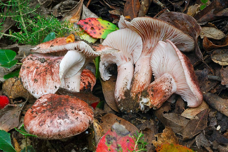 Hygrophorus-russula-02-7-8.jpg