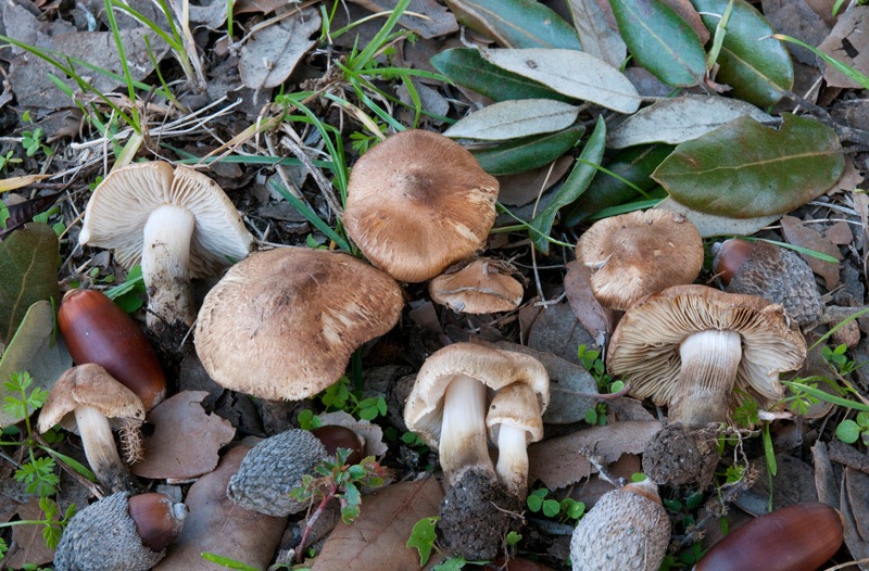 Inocybe-tenebrosa-6133_39_2023.jpg