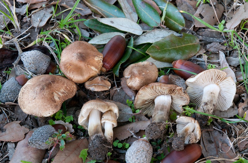 Inocybe-tenebrosa-6146_51_2023.jpg