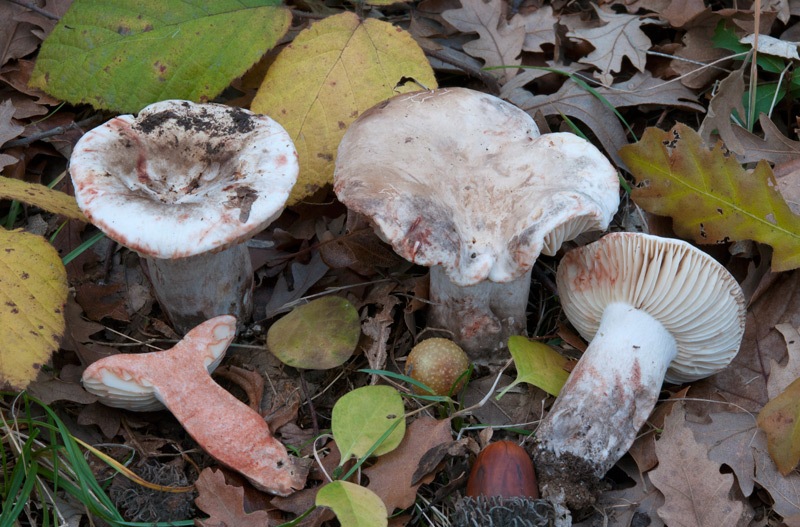 Russula-nigricans-6518_22_2023.jpg