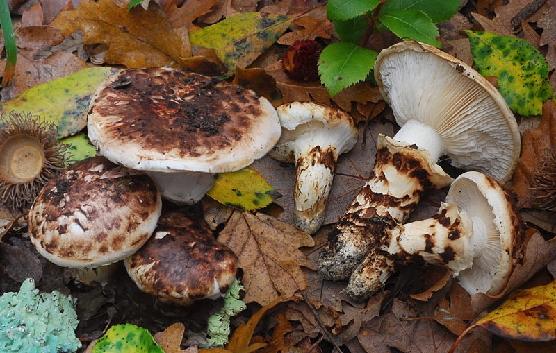 Tricholoma-caligatum-17-8.jpg