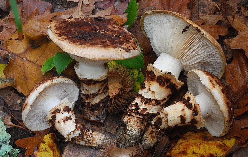 Tricholoma-caligatum-26-8.jpg