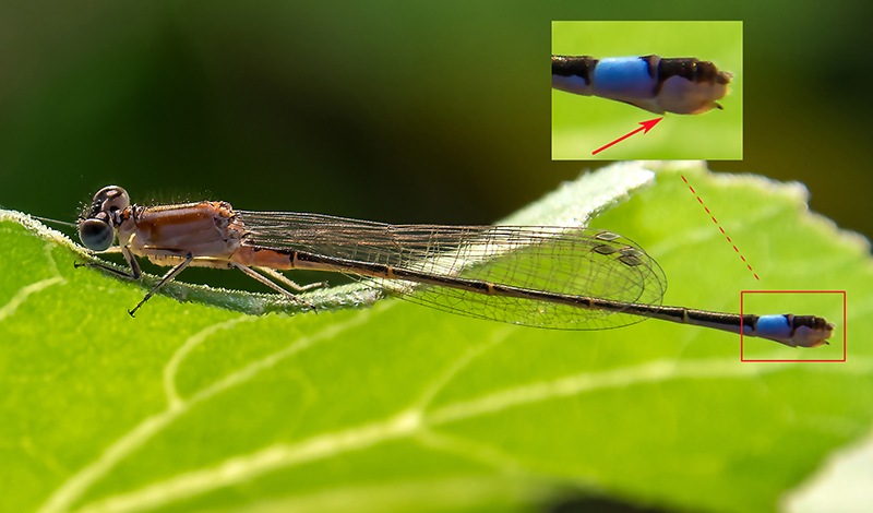 Ischnura-elegans_-femmina-immatura-'rufescens'-(13).jpg