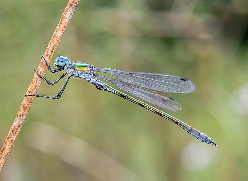 Lestes-dryas_maschio_-foto-Massimo-Squarcini-(4)---ridotta.jpg.9fd98717e161d0037b23f090ee668a5d.jpg