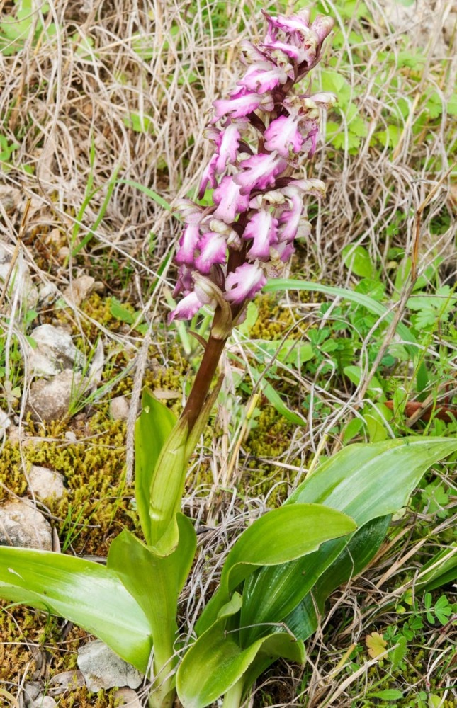 Himantoglossum-robertianum-7901_03_2024.jpg