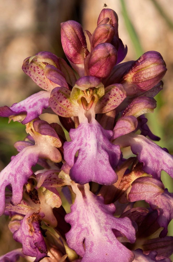 Himantoglossum-robertianum-7985_93_2024.jpg