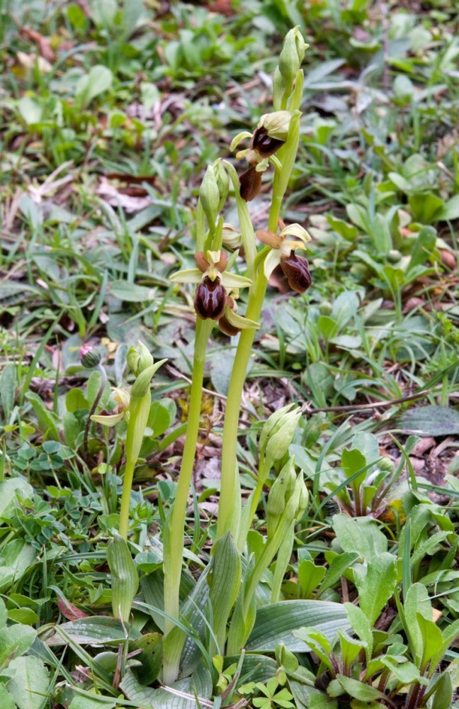 Ophrys-sphegodes-s.l.-7753_56_2024.jpg
