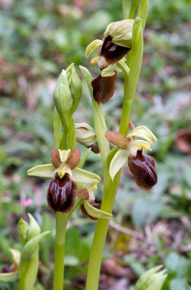 Ophrys-sphegodes-s.l.-7762_68_2024.jpg