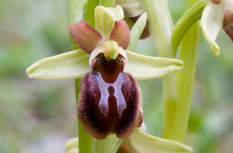 Ophrys-sphegodes-s.l.-7779_83_2024.jpg