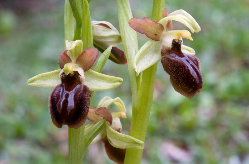 Ophrys-sphegodes-s.l.-7784_89_2024.jpg