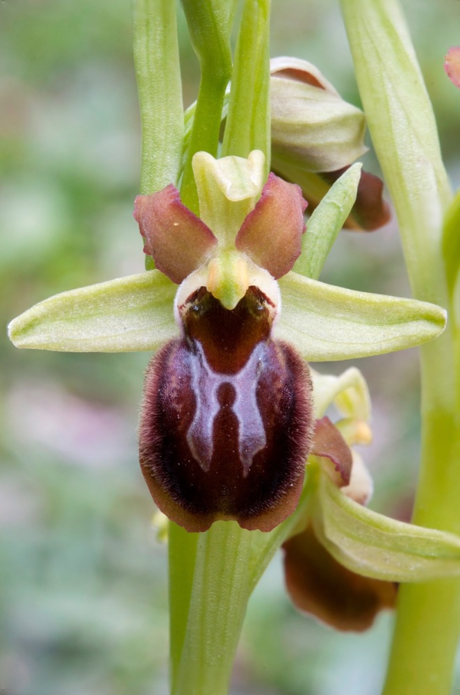 Ophrys-sphegodes-s.l. 7773_78_2024 .jpg