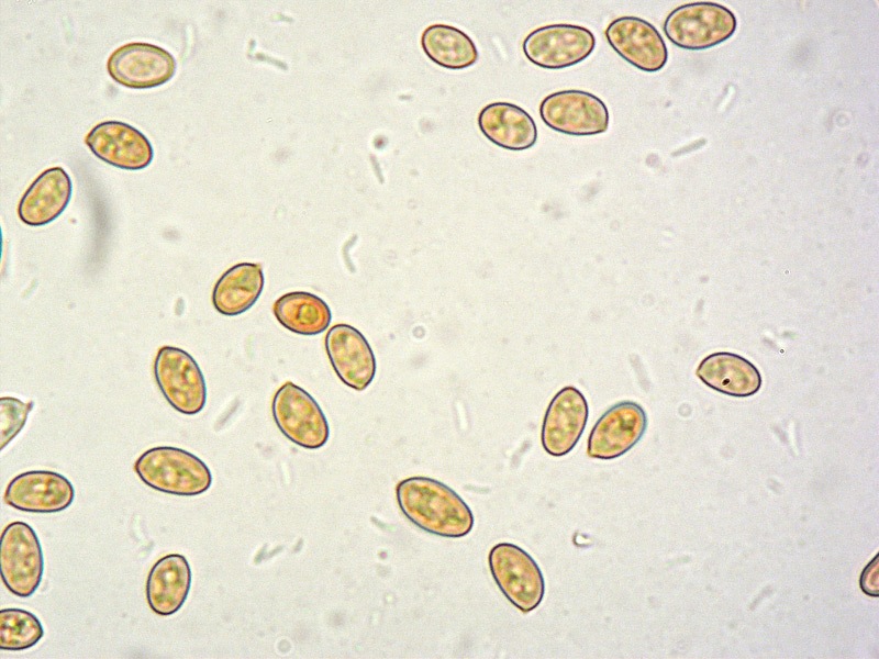 Pholiotina-aporos-17-Spore-RC-1000x.jpg