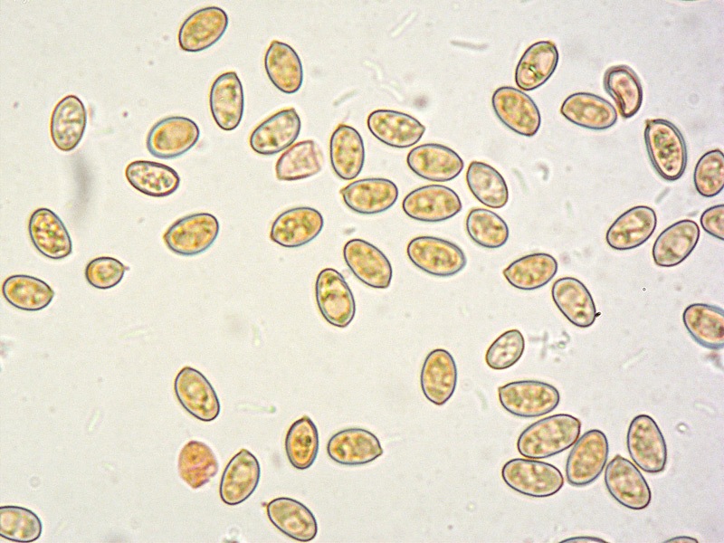 Pholiotina-aporos-19-Spore-RC-1000x.jpg