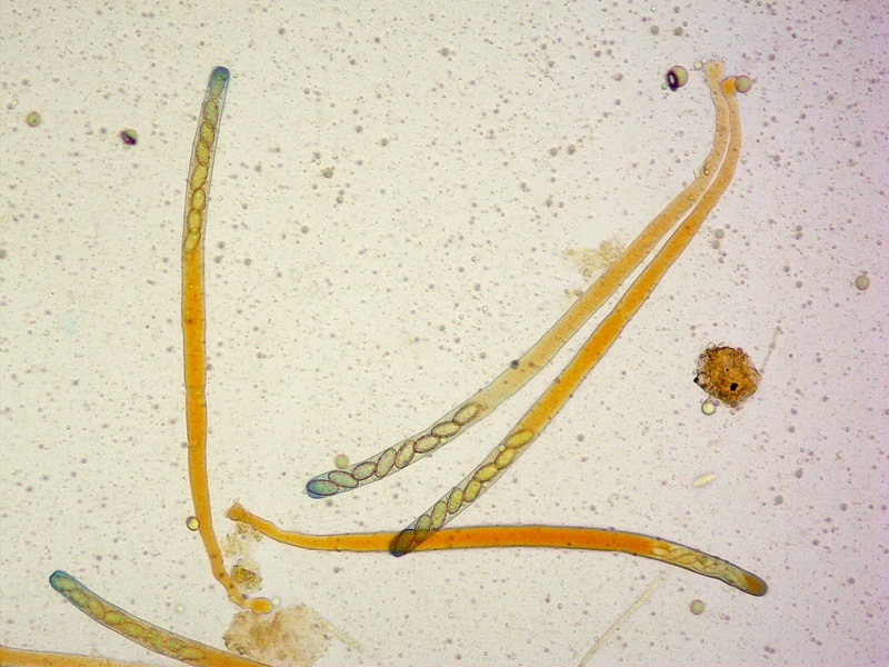 Phylloscypha-phyllogena-12-Aschi-melzer-200x.jpg