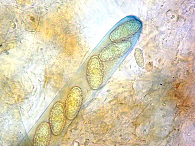 Phylloscypha-phyllogena-21-Aschi-melzer-1000x.jpg