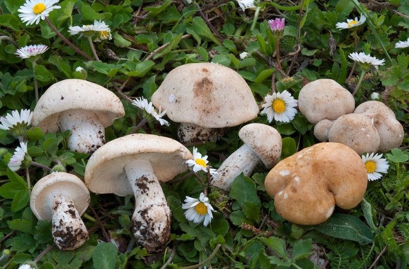 Calocybe-gambosa-9222_27_2024.jpg
