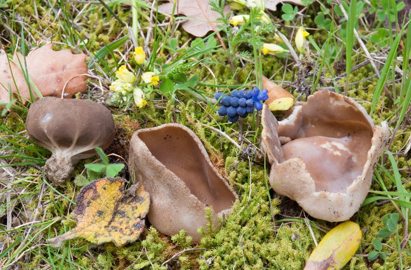 Helvella-acetabulum-8136_42_2024.jpg