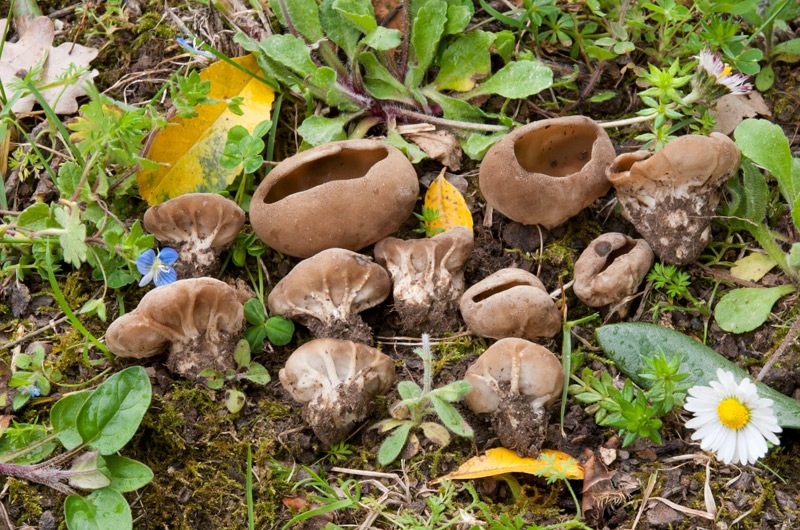 Helvella-acetabulum-9032_39_2024.jpg