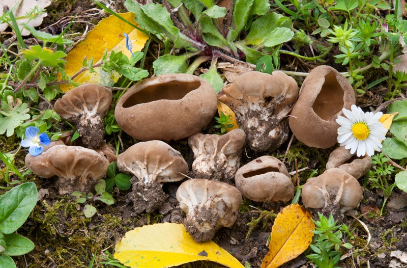 Helvella-acetabulum-9080_87_2024.jpg