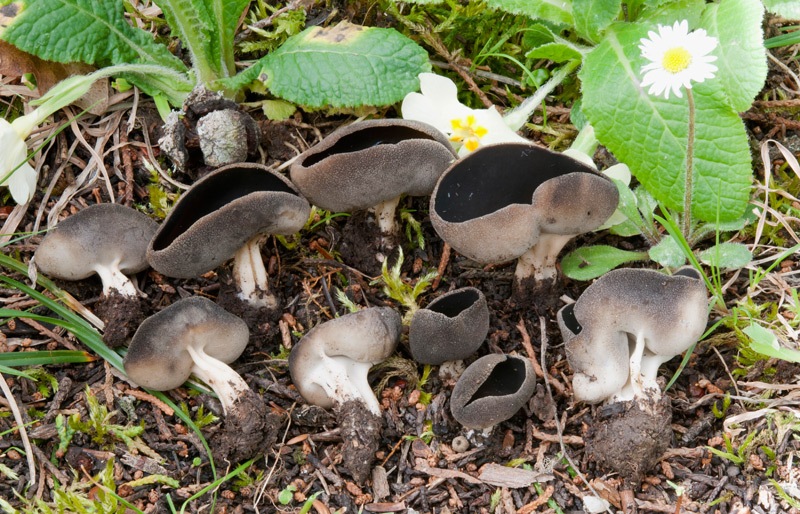 Helvella-solitaria-8760_67_2024.jpg