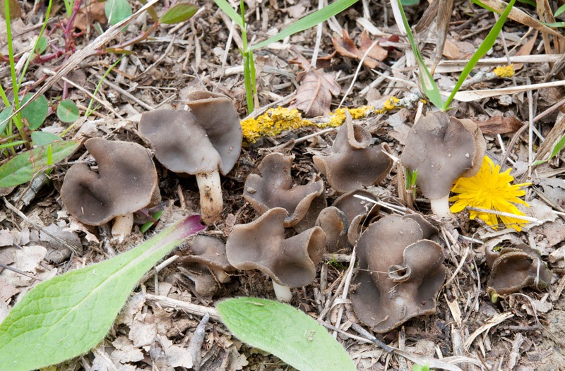 Helvella-sublicia-8206_12_2024.jpg