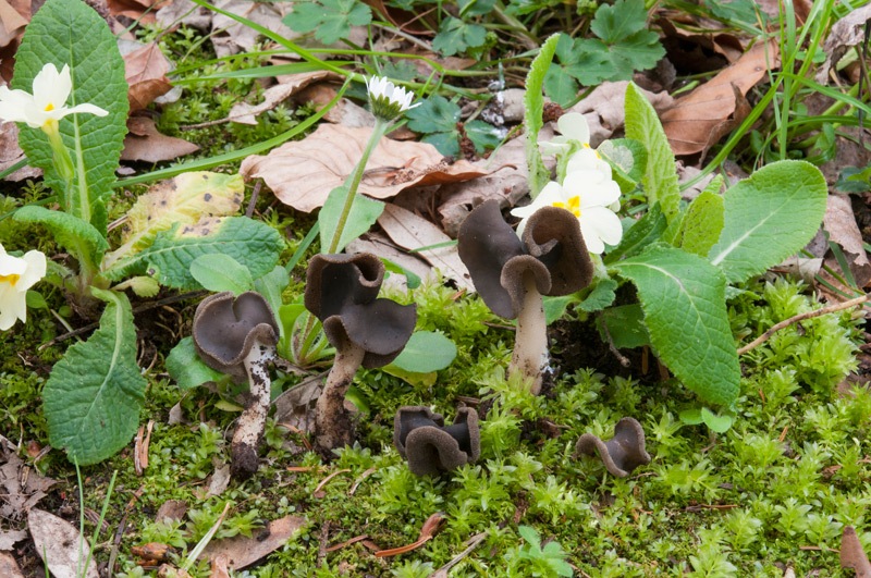 Helvella-sublicia-8719_2024.jpg