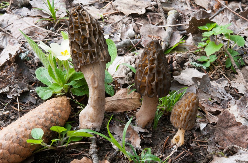 Morchella-deliciosa-8670_74_2024.jpg