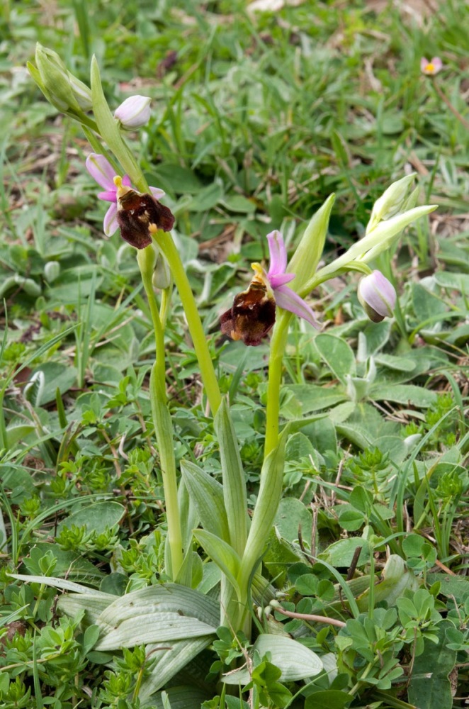Ophrys-crabronifera-1_2024.jpg