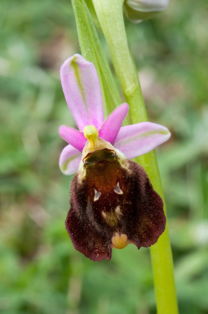 Ophrys-crabronifera-2_2024.jpg