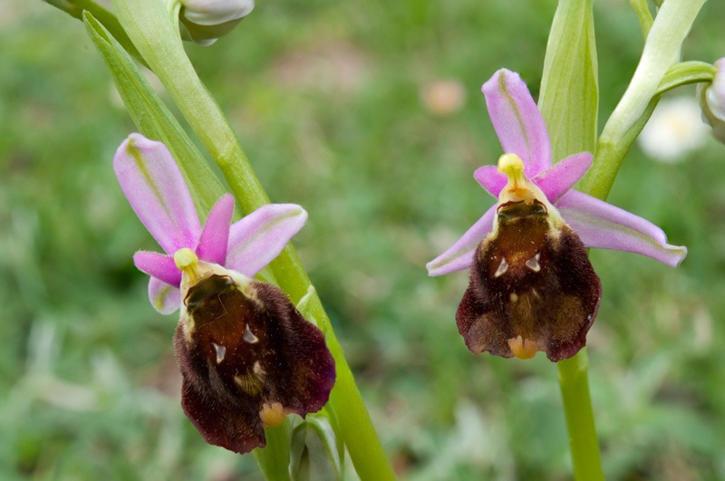 Ophrys-crabronifera-3_2024.jpg
