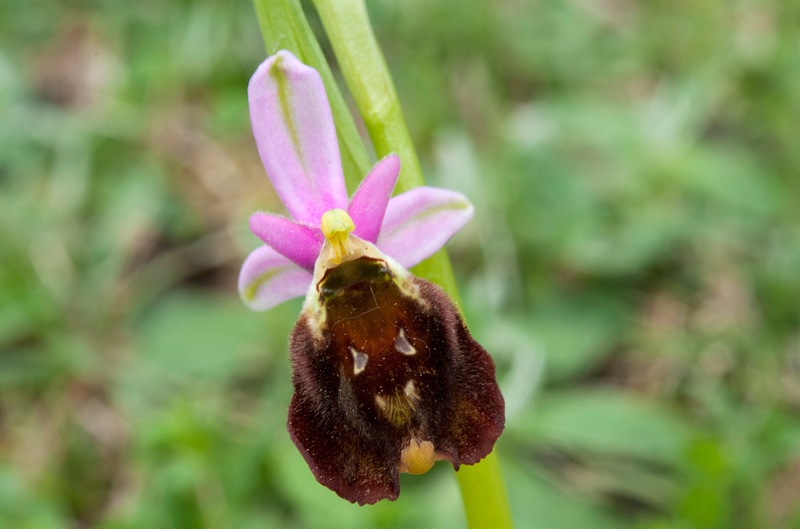 Ophrys-crabronifera-4_2024.jpg
