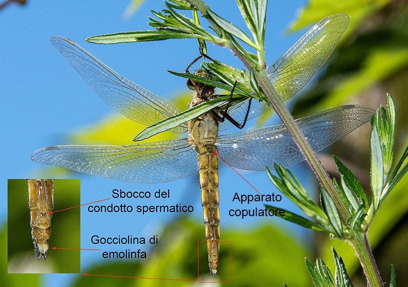 Orthetrum-cancellatum_-vista-ventrale_-maschio-neo-sfarfallato-con-emolinfa-(8)---Copia---Copia.jpg.0564944d61350745c3de38ef38ea023c.jpg